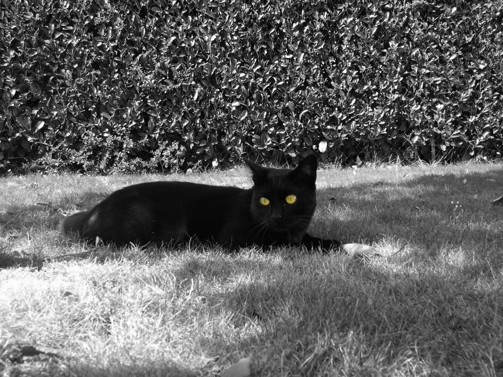 Black cat with yellow eyes