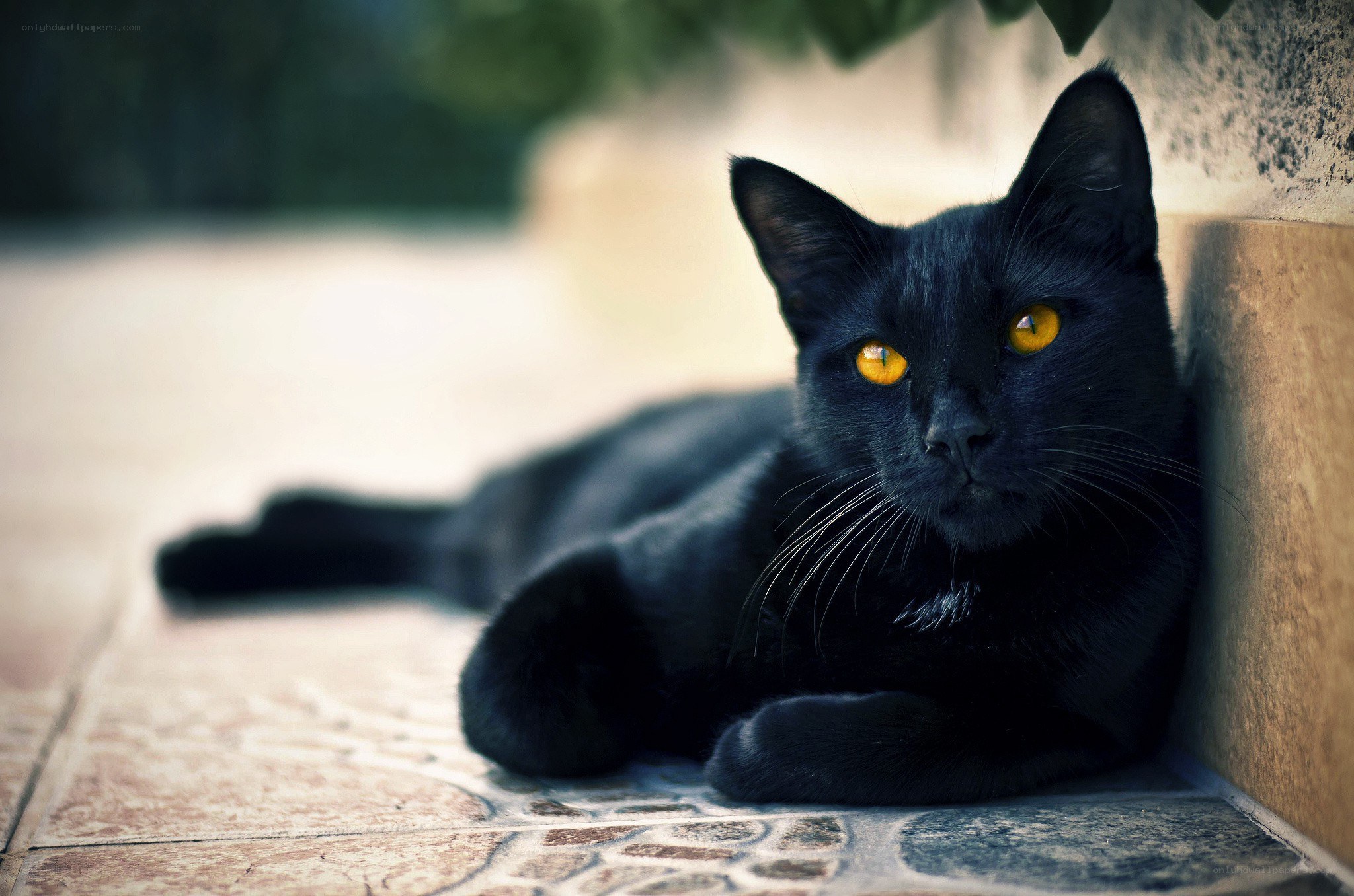black cat with yellow eyes