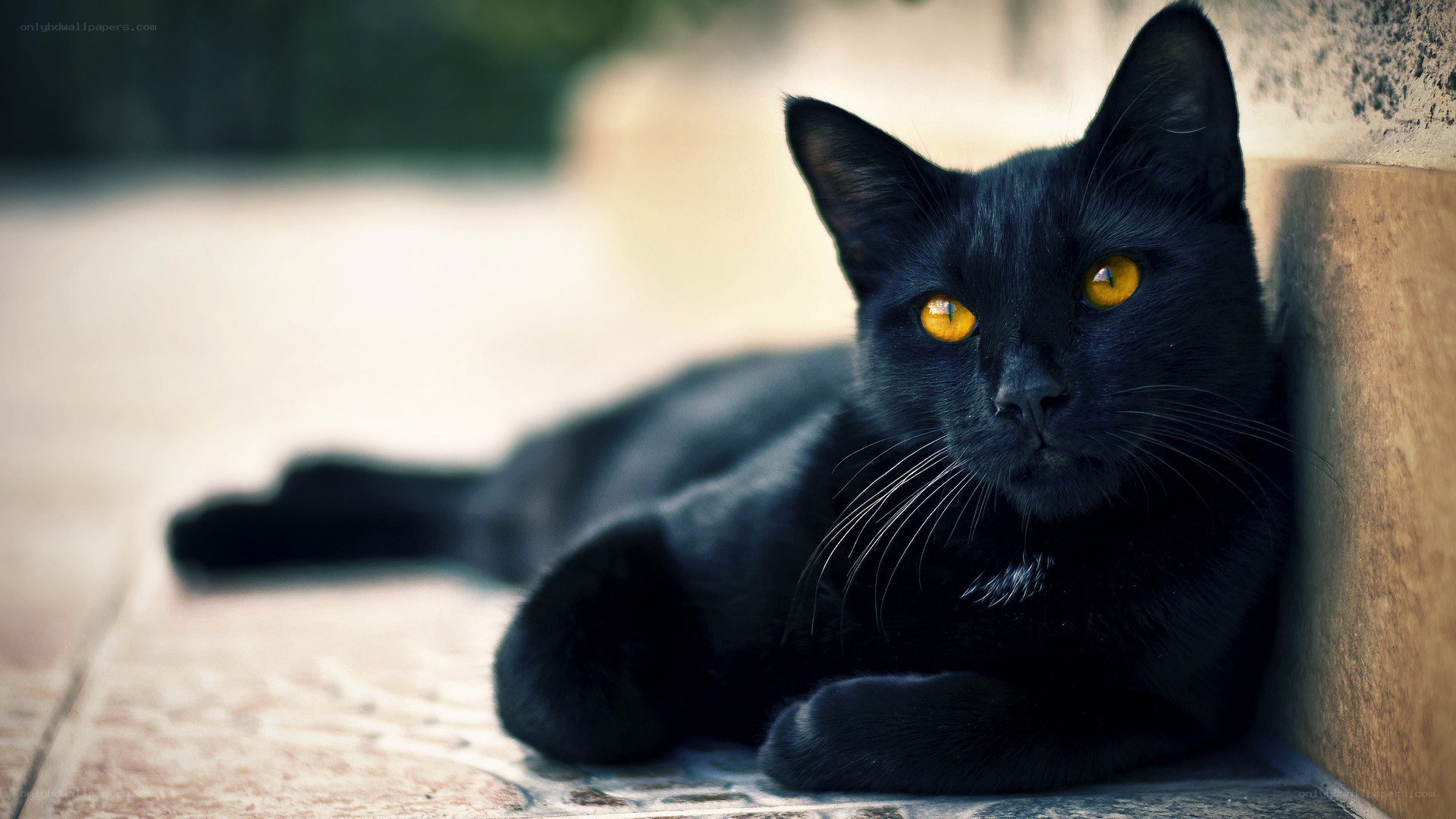 black cat with yellow eyes