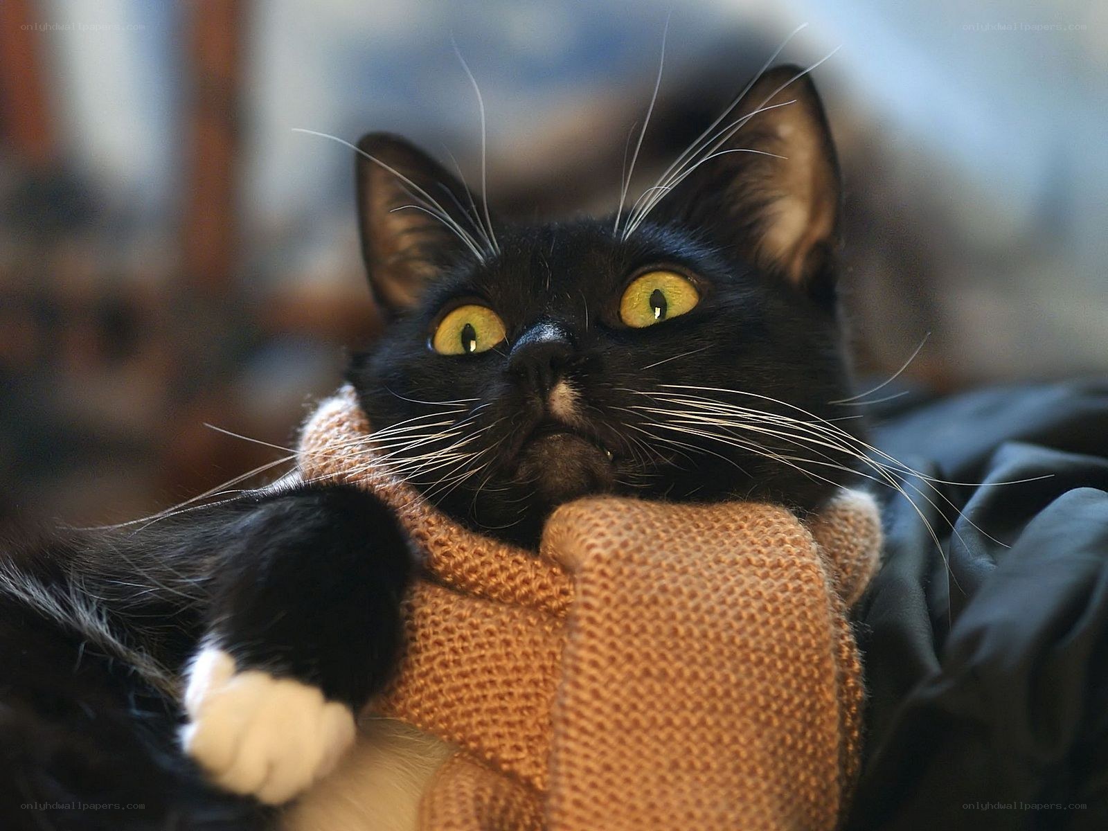 Black cat with yellow eyes