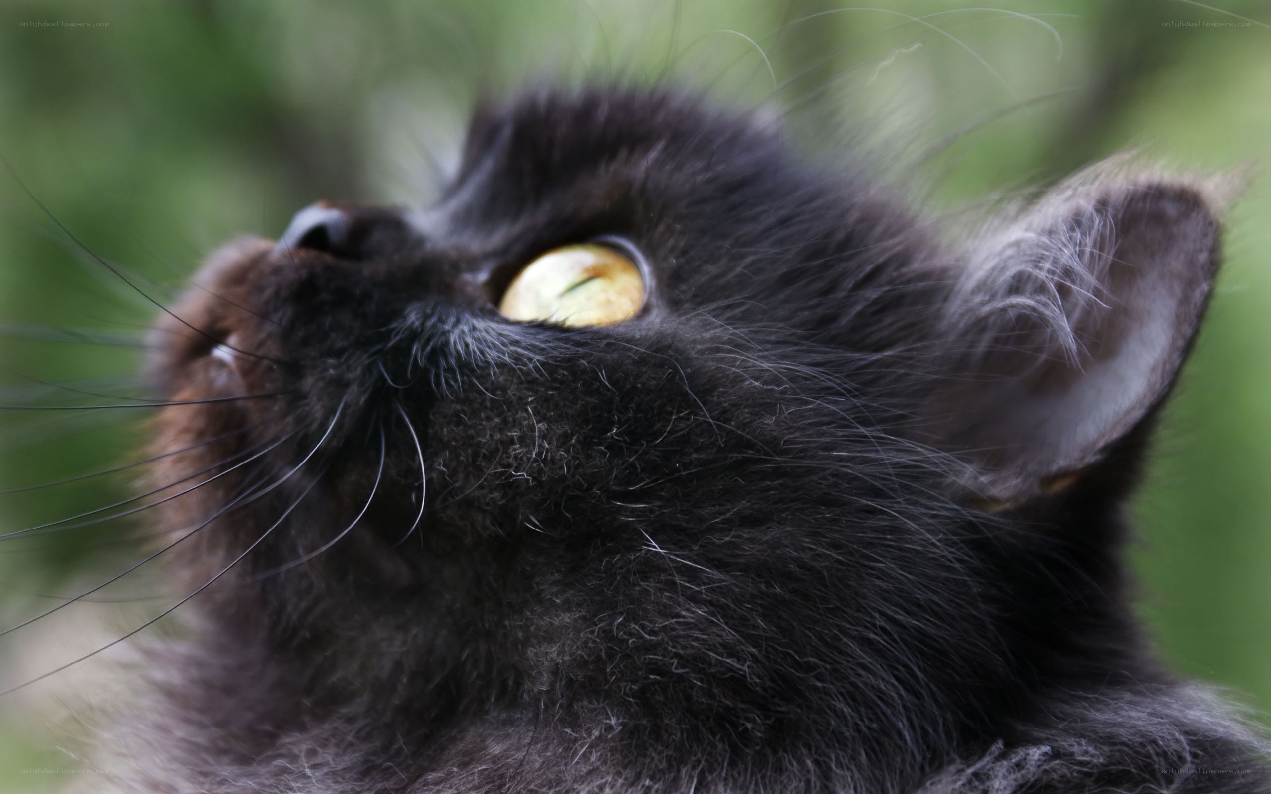 black cat with yellow eyes
