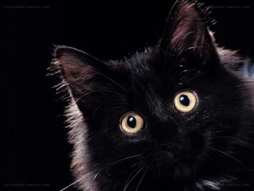 black cat with yellow eyes