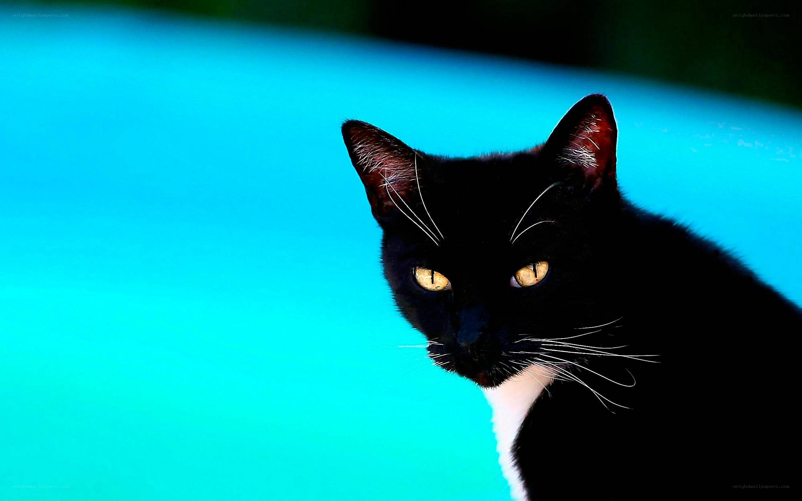 Black cat with yellow eyes