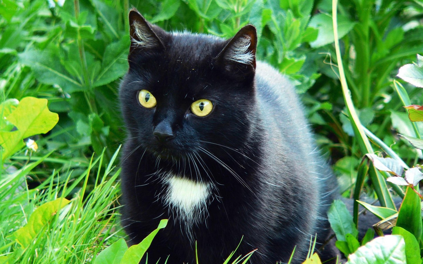 black cat with yellow eyes