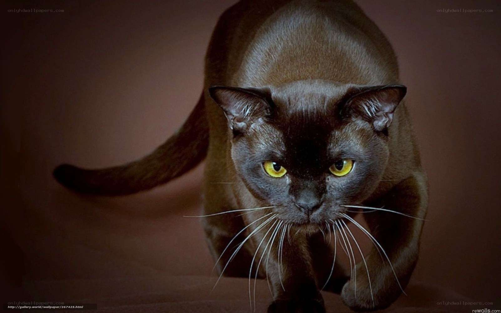 black cat with yellow eyes