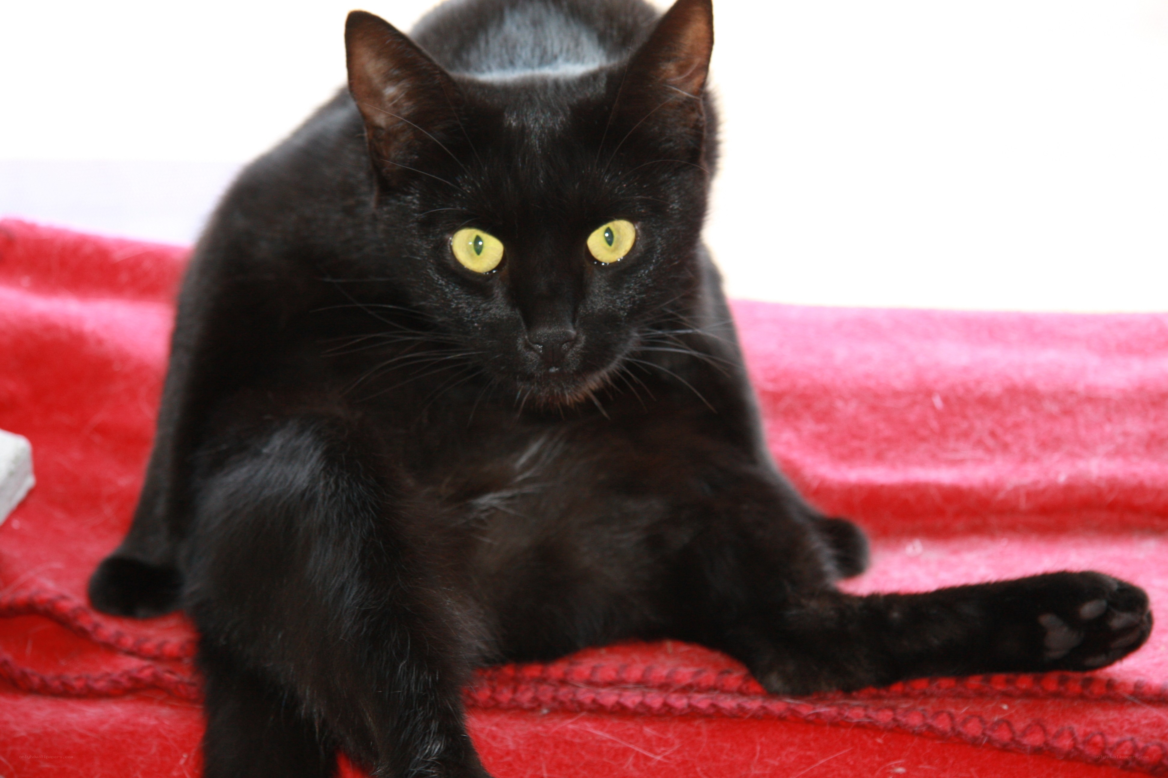 black cat with yellow eyes