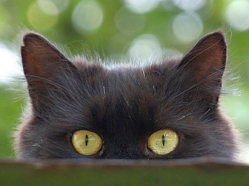 black cat with yellow eyes