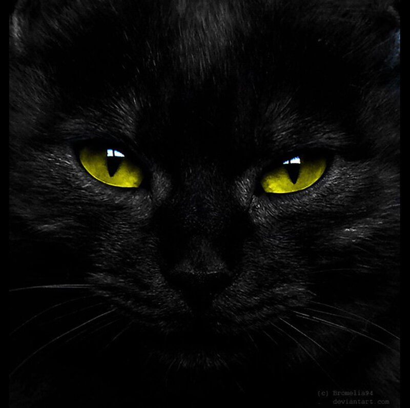 black cat with yellow eyes