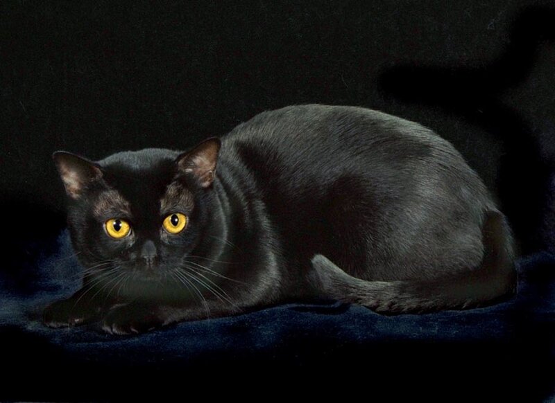 black cat with yellow eyes