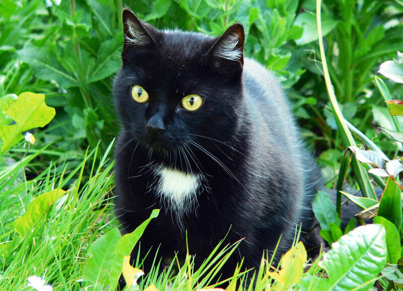 black cat with yellow eyes