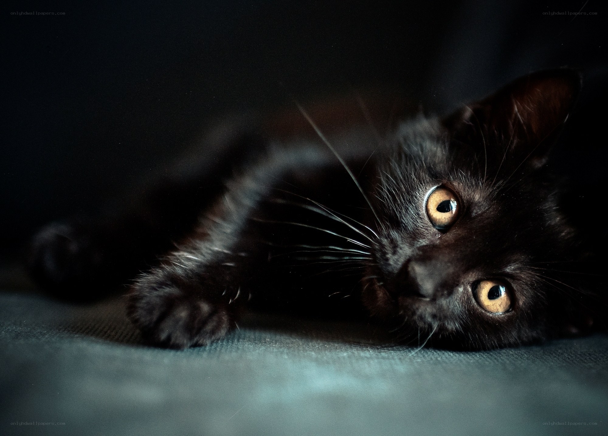 black cat with yellow eyes