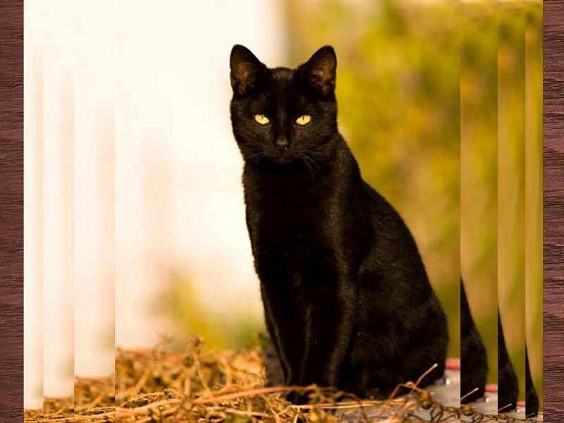 black cat with yellow eyes