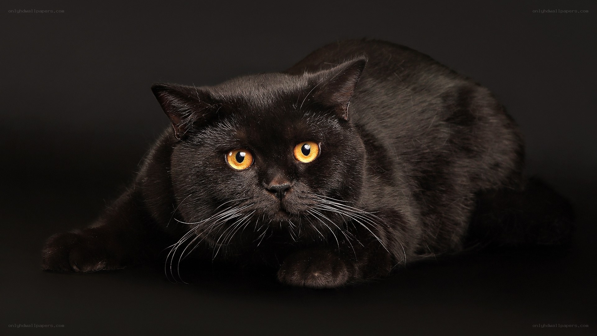 black cat with yellow eyes