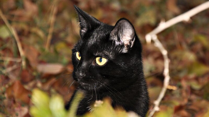 Black Cat with Yellow Eyes — Alert, Autumn