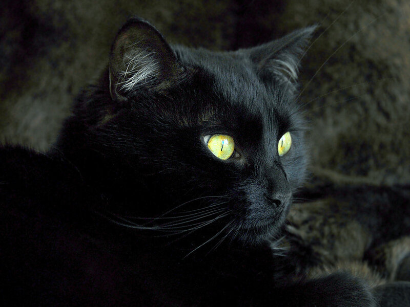 Black Cat with Yellow Eyes — Alert, Photograph
