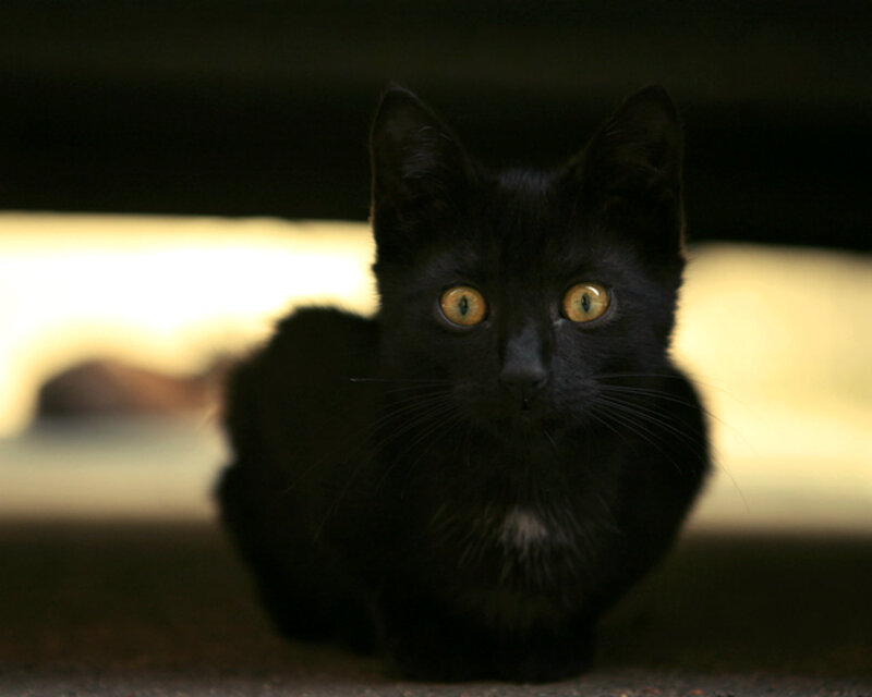Black Cat with Yellow Eyes — Alert, Photograph, Whiskers, Dark Background