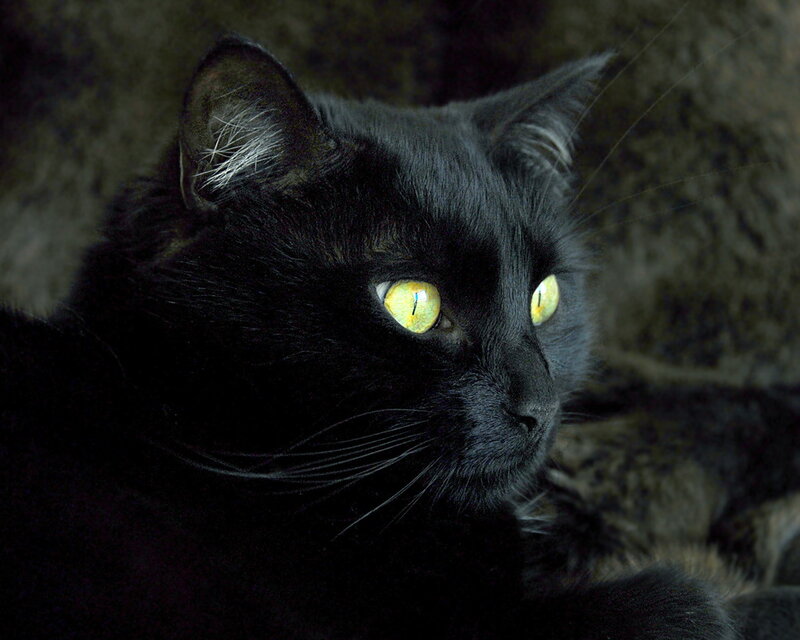 Black Cat with Yellow Eyes — Alert, Photograph, Whiskers