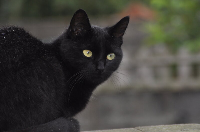 Black Cat with Yellow Eyes — Alert