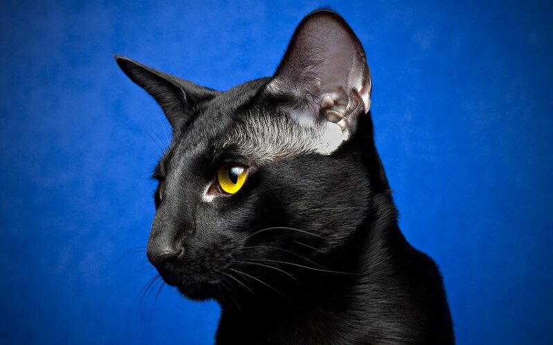 Black Cat with Yellow Eyes — Blue, Dramatic
