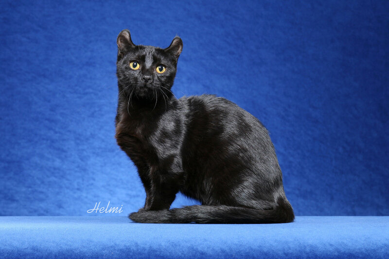 Black Cat with Yellow Eyes — Blue
