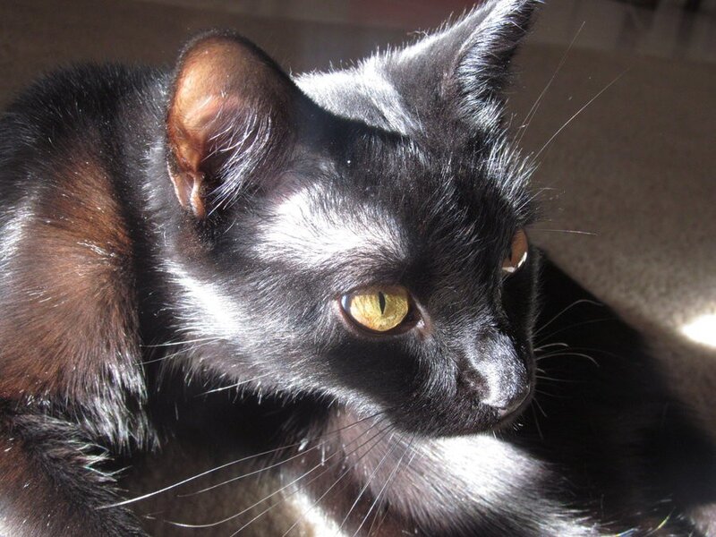 Black Cat with Yellow Eyes — Calm, Afternoon, Photograph, Ears