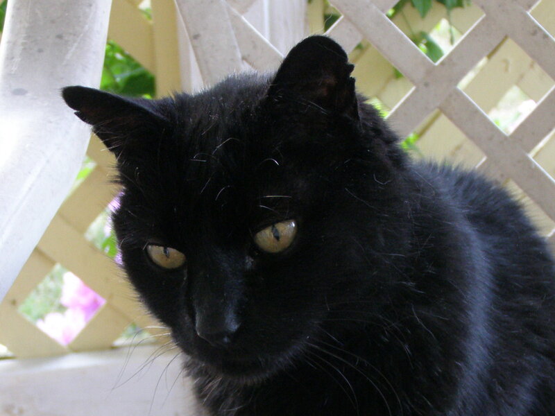 Black Cat with Yellow Eyes — Calm, Afternoon, Photograph, Lattice Fence