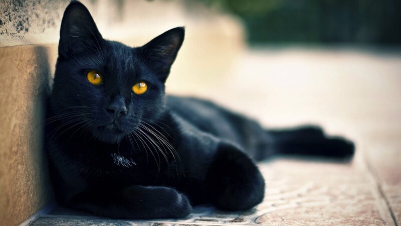 Black Cat with Yellow Eyes — Calm, Afternoon, Photograph, Wall, Floor