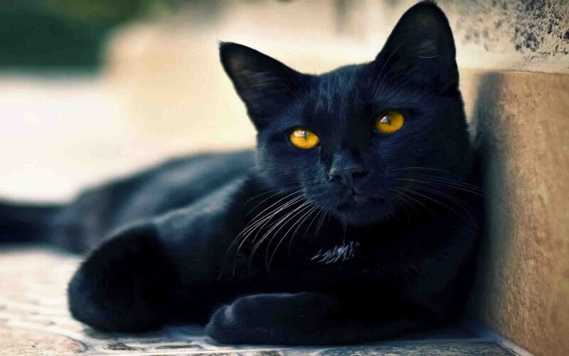 Black Cat with Yellow Eyes — Calm, Afternoon, Photograph, Wall