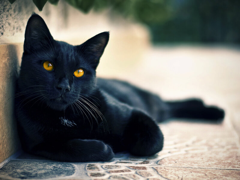 Black Cat with Yellow Eyes — Calm, Afternoon