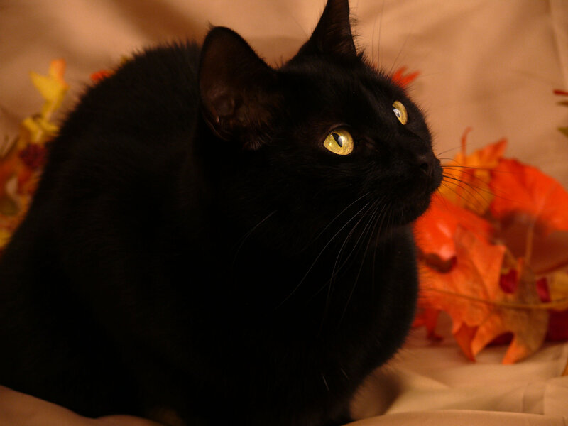 Black Cat with Yellow Eyes — Calm, Autumn