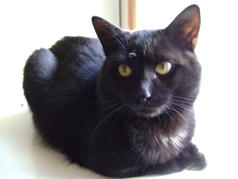 Black Cat with Yellow Eyes — Calm, Morning