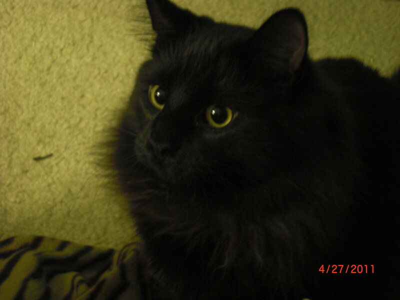 Black Cat with Yellow Eyes — Calm, Night