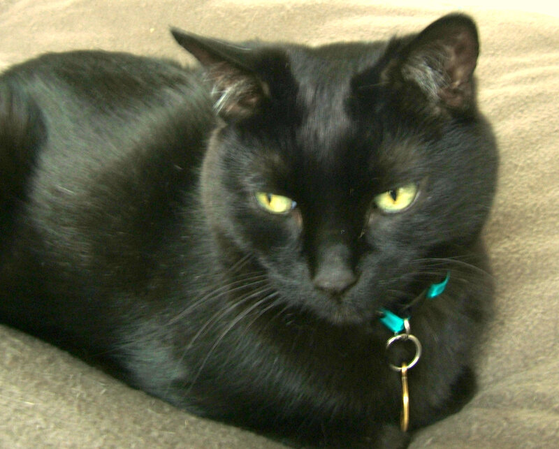Black Cat with Yellow Eyes — Calm, Photograph, Collar, Tag