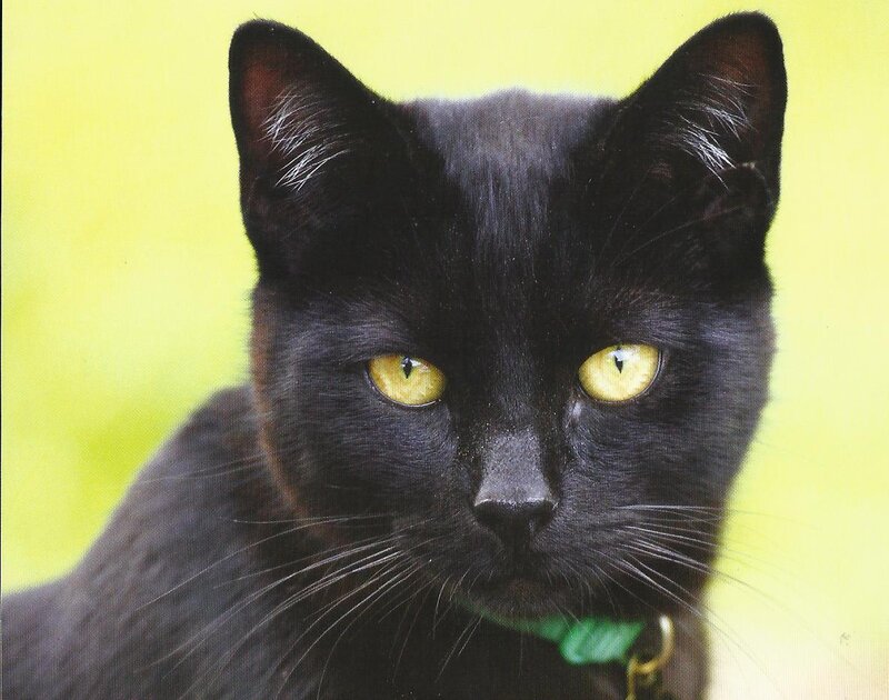 Black Cat with Yellow Eyes — Calm, Photograph, Green Collar