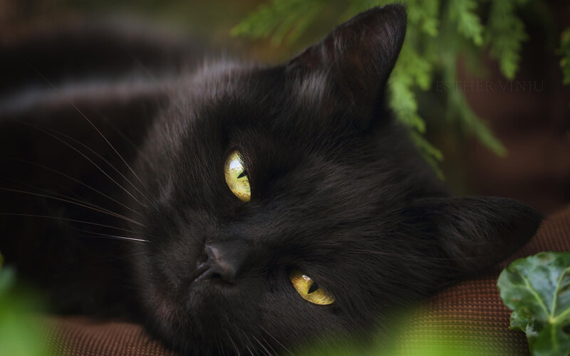 Black Cat with Yellow Eyes — Calm, Photograph, Green Leaves