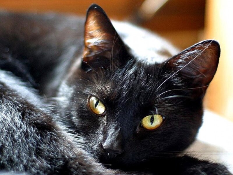 Black Cat with Yellow Eyes — Calm, Photograph