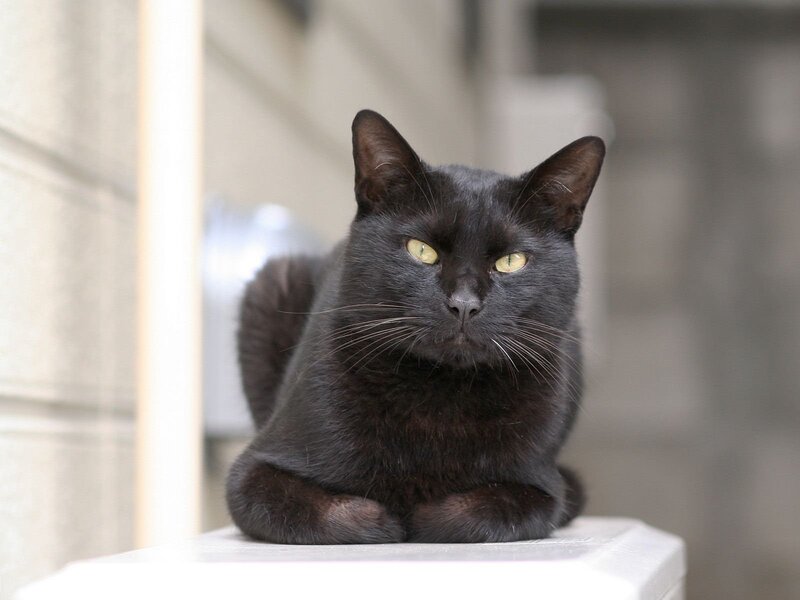 Black Cat with Yellow Eyes — Calm, Photograph, Wall