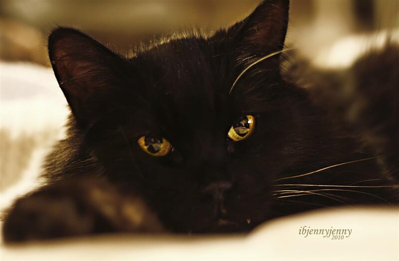 Black Cat with Yellow Eyes — Calm, Photograph, Whiskers