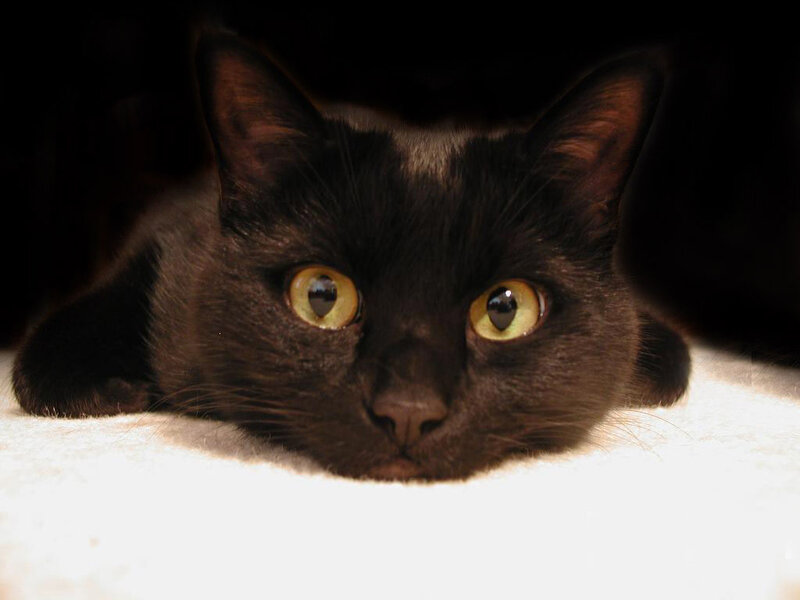 Black Cat with Yellow Eyes — Calm, Photograph, White Surface