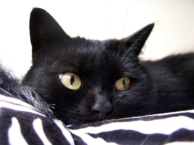 Black Cat with Yellow Eyes — Calm, Photograph, Zebra Print Blanket