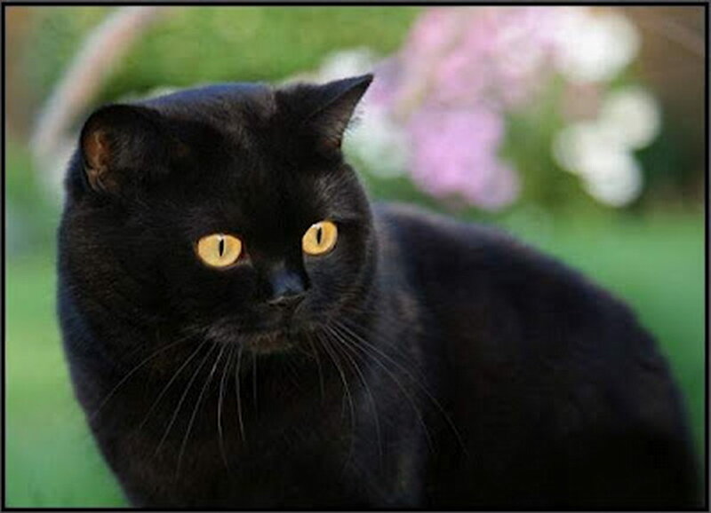 Black Cat with Yellow Eyes — Calm, Spring