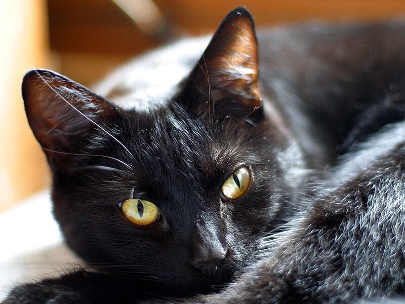 Black Cat with Yellow Eyes — Calm