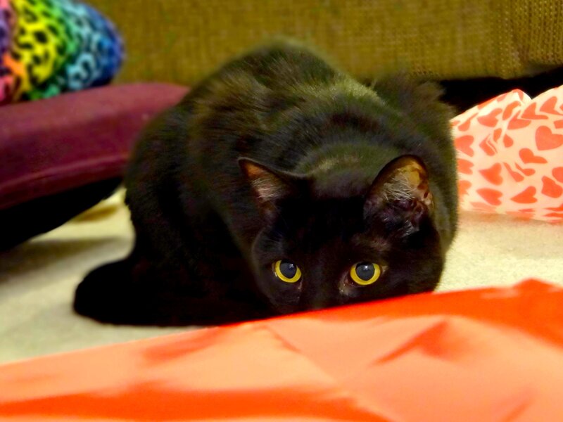 Black Cat with Yellow Eyes — Curious, Photograph, Heart-patterned Fabric