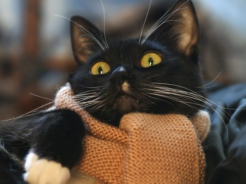Black Cat with Yellow Eyes — Curious, Photograph