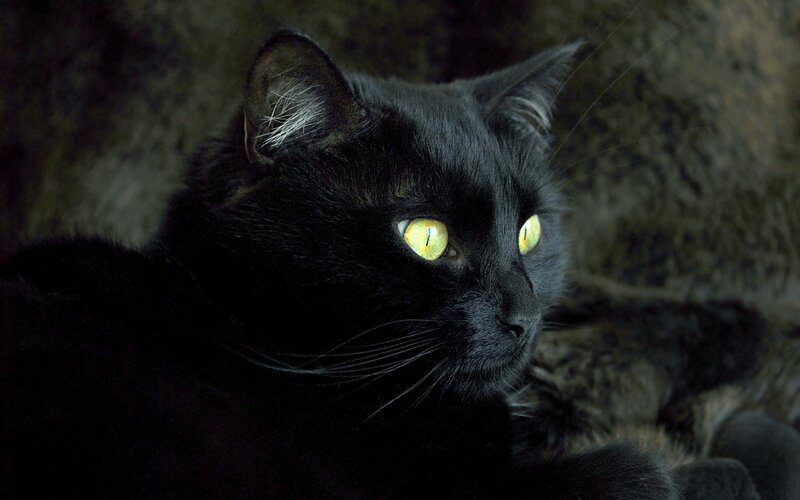 Black Cat with Yellow Eyes — Dark