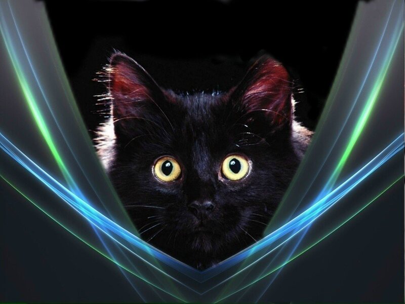 Black Cat with Yellow Eyes — Dramatic, Digital Art
