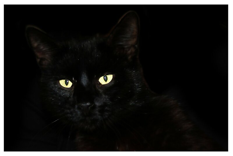 Black Cat with Yellow Eyes — Dramatic, Night, Photograph, Ears