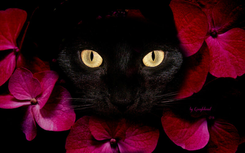 Black Cat with Yellow Eyes — Dramatic, Night, Photograph, Flowers