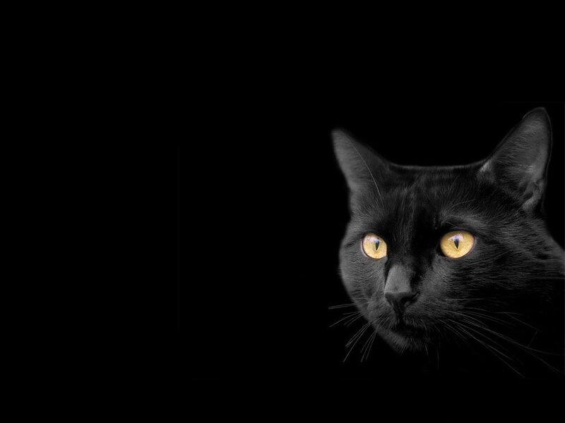 Black Cat with Yellow Eyes — Dramatic, Night, Photograph