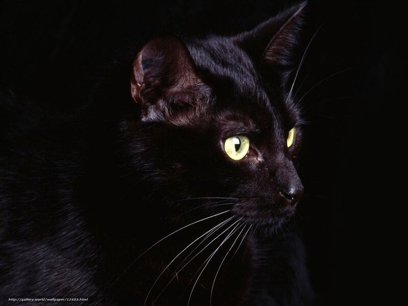 Black Cat with Yellow Eyes — Dramatic, Night, Photograph, Whiskers, Dark Background